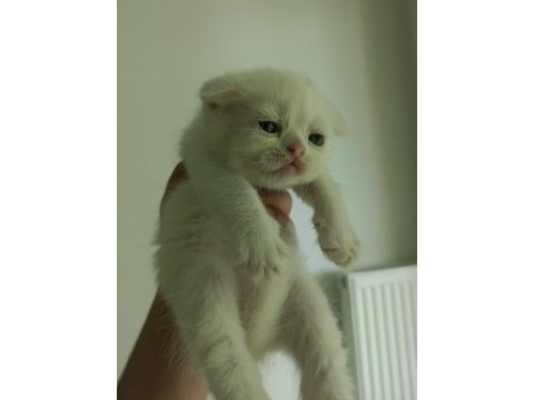 Hepsi birbirinden güzel scottish fold yavrular