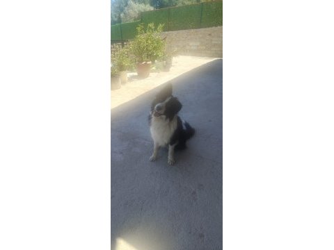 Papi dost köpekler