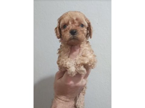 Maltipoo yavrular