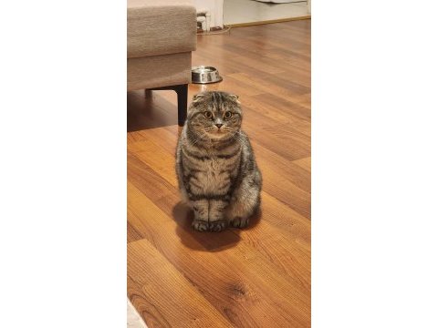 Dişi scottish fold (ücretsiz sahiplendirme)