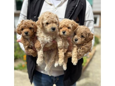 Sağlıklı maltipoo yavruları