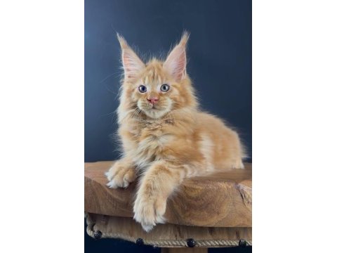 Gerçek xxl maine coon muhteşem kırmızı erkek