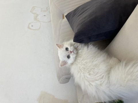 Kedimizi acil sahiplendirmek istiyorum