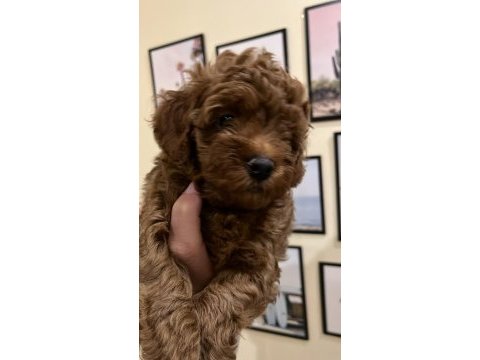 Kaliteli poodle yavrular ev ortamında
