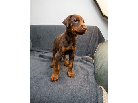 Kızıl erkek doberman yavru