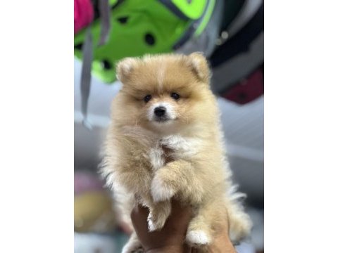 Uygun pomeranian arayanlara