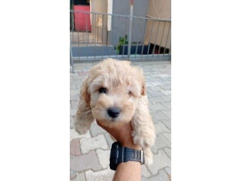 Arthur ve sakız'ın yavruları maltipoo
