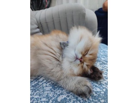 22 şubat doğumlu erkek golden british longhair