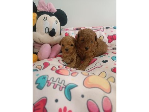 Toy poodle köpeğimiz ankara batıkent