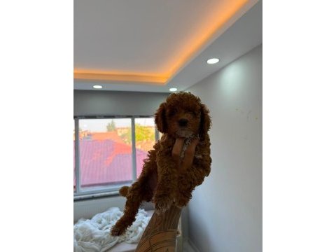 Poodle fotoğraftan çıktığım gün ailen olacağım diyor
