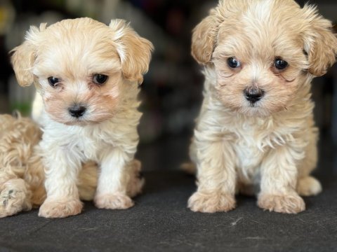 Petmode köpek çiftliğinde ziyarete açık maltipoo