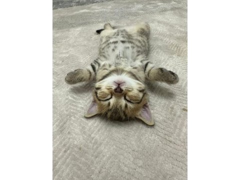 British shorthair bebeğim sahiplendirilecektir
