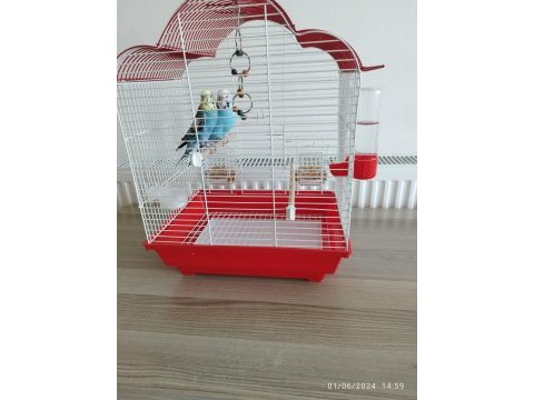 Eş muhabbet kusları
