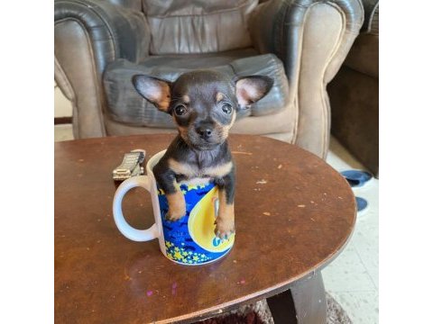 1.250 gr olacak pinscher
