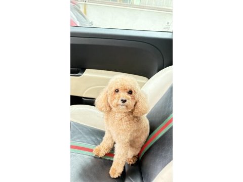 4 yaş toy poodle