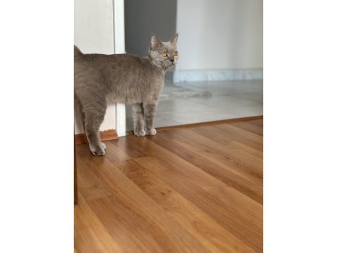 1 yaşında british shorthair