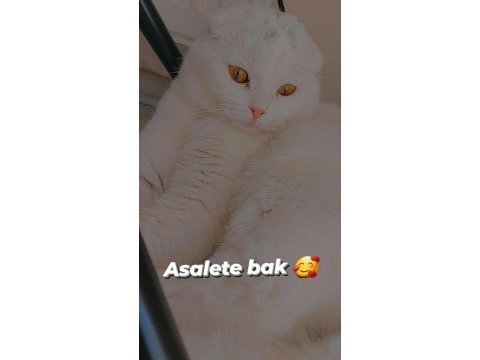 Sıcak kanlı dişi ve erkek kedime yeni yuva arıyoruz