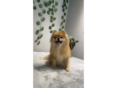 Kusursuz güzellikte yetişkin dişi pomeranian boo