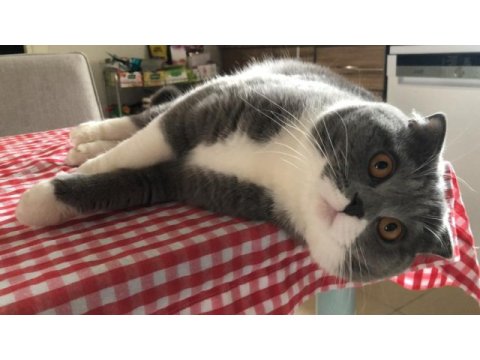 Erkek scottish fold kısır