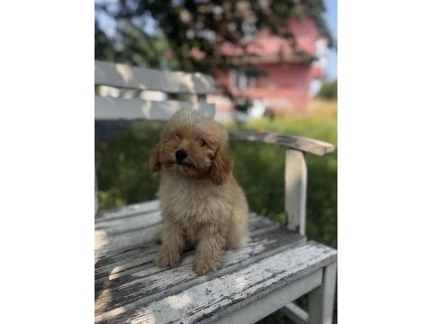 Kıvır kıvır f1 maltipoo