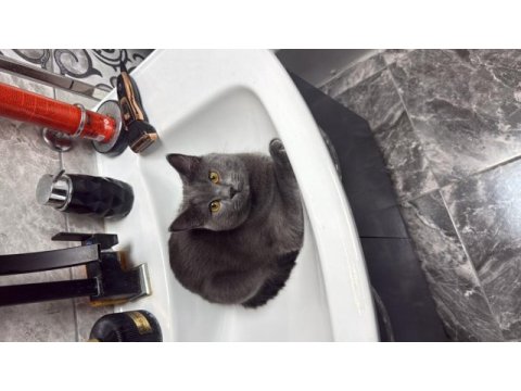9 aylık oyuncu british shorthair erkek gri