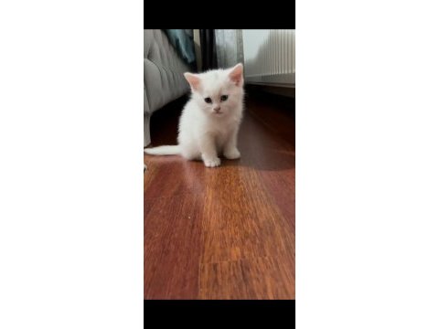 Beyaz british shorthair detaylar verilebilir