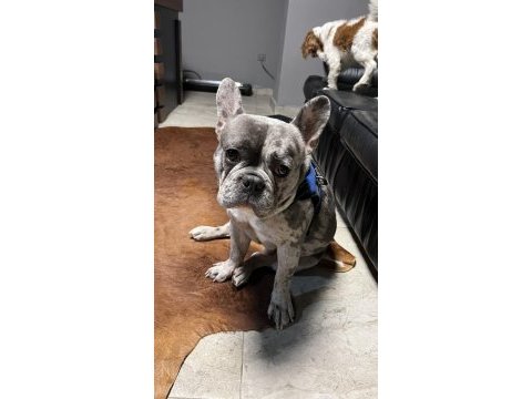 French bulldog 2 yaşında erkek