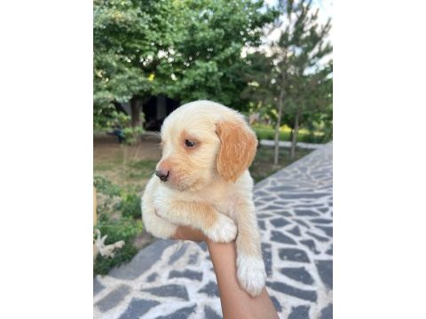 Bebek yüzlü golden retriever yavrular