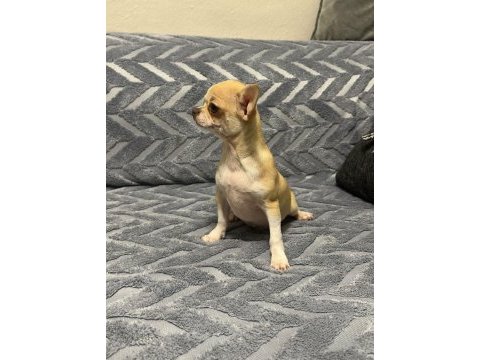 4 aylık erkek şecereli anne babadan chihuahua