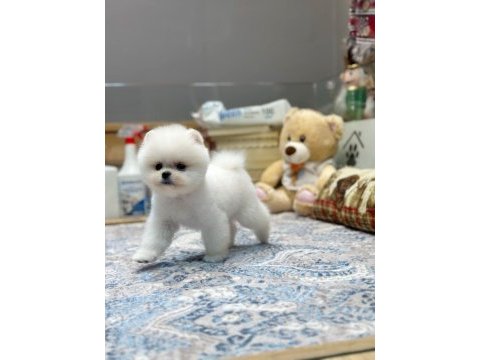 Irk ve sağlık garantili pomeranian boo yavrularımız