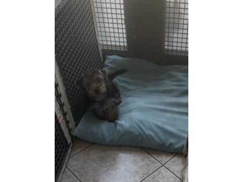 Safkan yakışıklı köpeğimiz