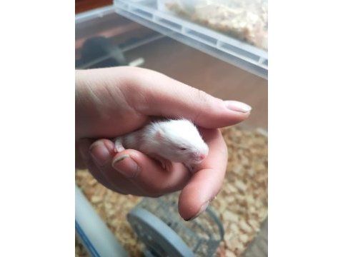 Sevimli ufak hamster yavrular