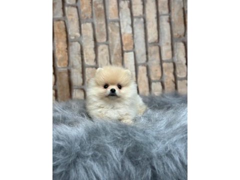 Küçük pomeranian yavrularımıza yuva