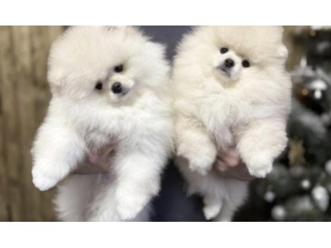 Pomeranian boo yavruları