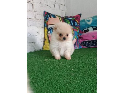 Pomeranian yavrularımız