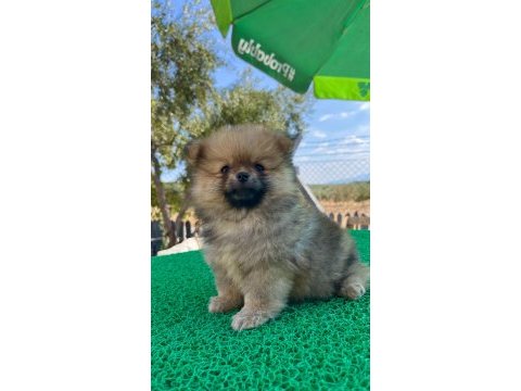 Pomeranian boo bebeklerimiz