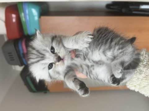 Sevimli scottish fold kulaklar