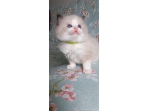 Safkan ragdoll bebek kediler
