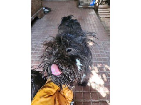 Ücretsiz sahiplendirme köpekler