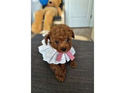 Toy poodle kore ve kore kan yavrular