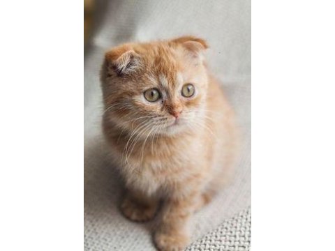 Safkan a kalite scottish fold yavrular