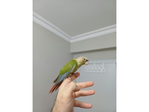 Ful evcil pıneapple konur bebek