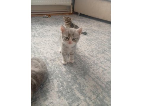Scottish fold kedisi