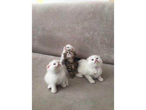 Scottish fold bebeklerimiz yeni ailelerini arıyor