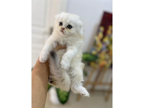 Tarifsiz güzellikte 2 scottish fold / straight yavru