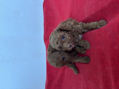 Teacup toy poodle bebeklerim