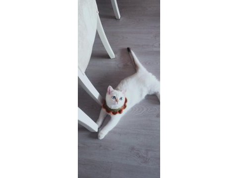 9 aylık british shorthair safkan golden blue point beyaz