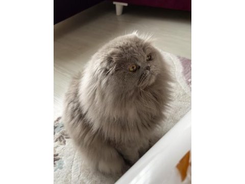 Scottish fold çiftleştirme veya yavru ile takas