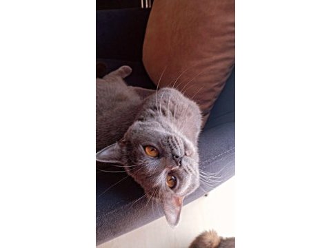 Ücretsiz sahiplendirme british shorthair kedisi