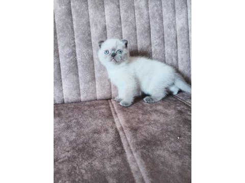 Scottish fold bebeklerimiz teslime hazırlar